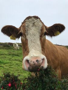 A cow in a green field in Ireland